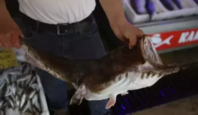 Karadeniz’de ağlara takıldı, gören şaştı kaldı