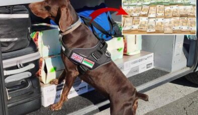 Dedektör köpeğin yakaladığı servet, yetkilileri de şaşırttı